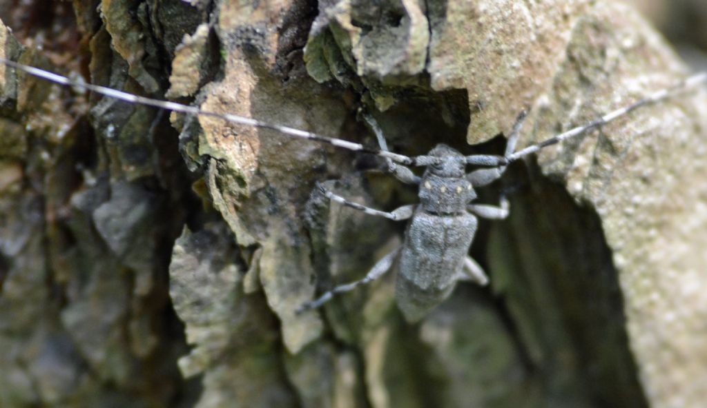 Acanthocinus aedilis, maschio